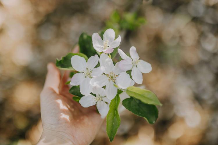 Apfelblüte