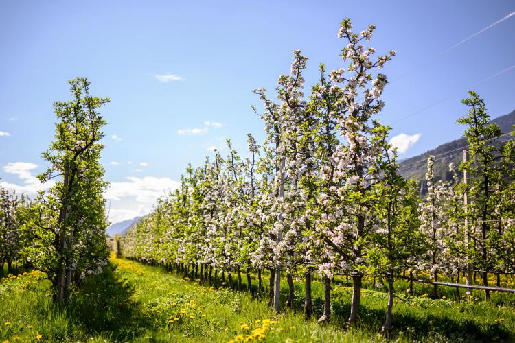 Foiana in spring