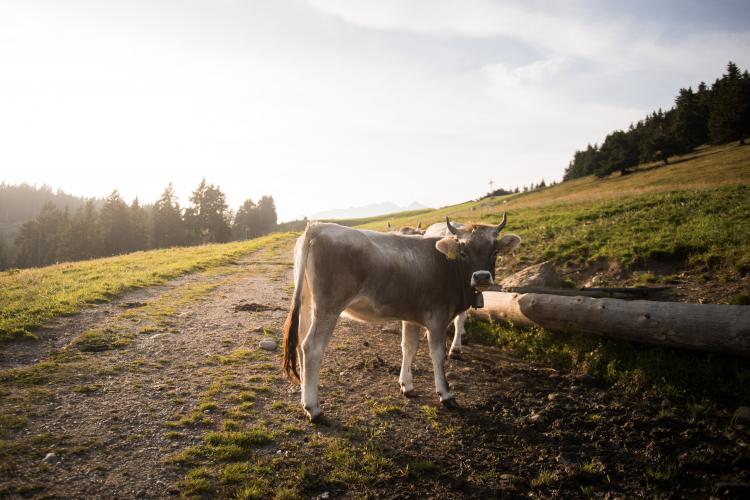 Mucca al pascolo