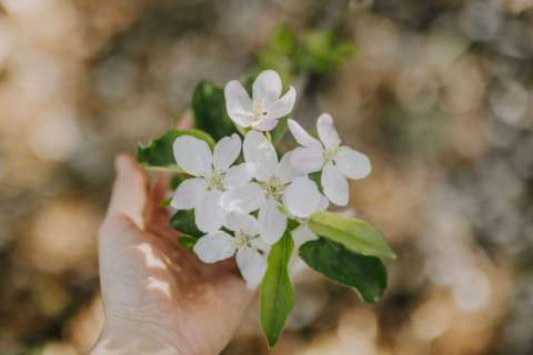 Apple trees blossoming