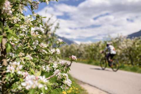 Radfahren zwischen Apfelwiesen