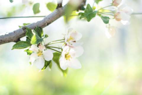 Apple trees blossoming