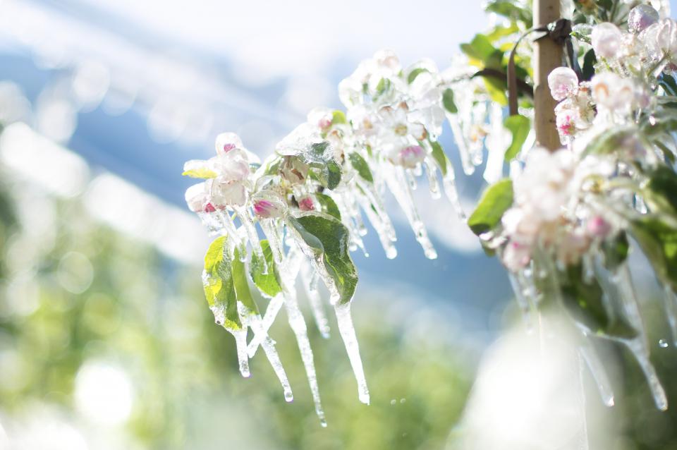 Frozen apple blossoms