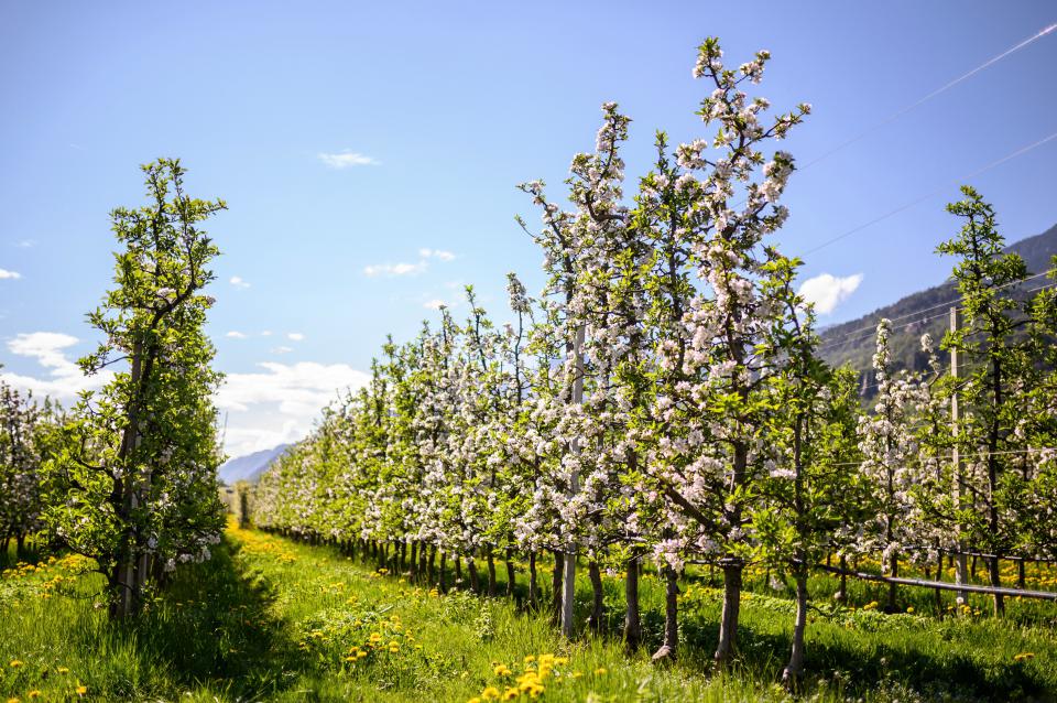 Lana's apple orchards