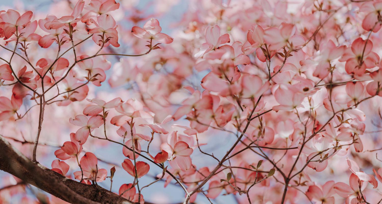 Kirschblüten