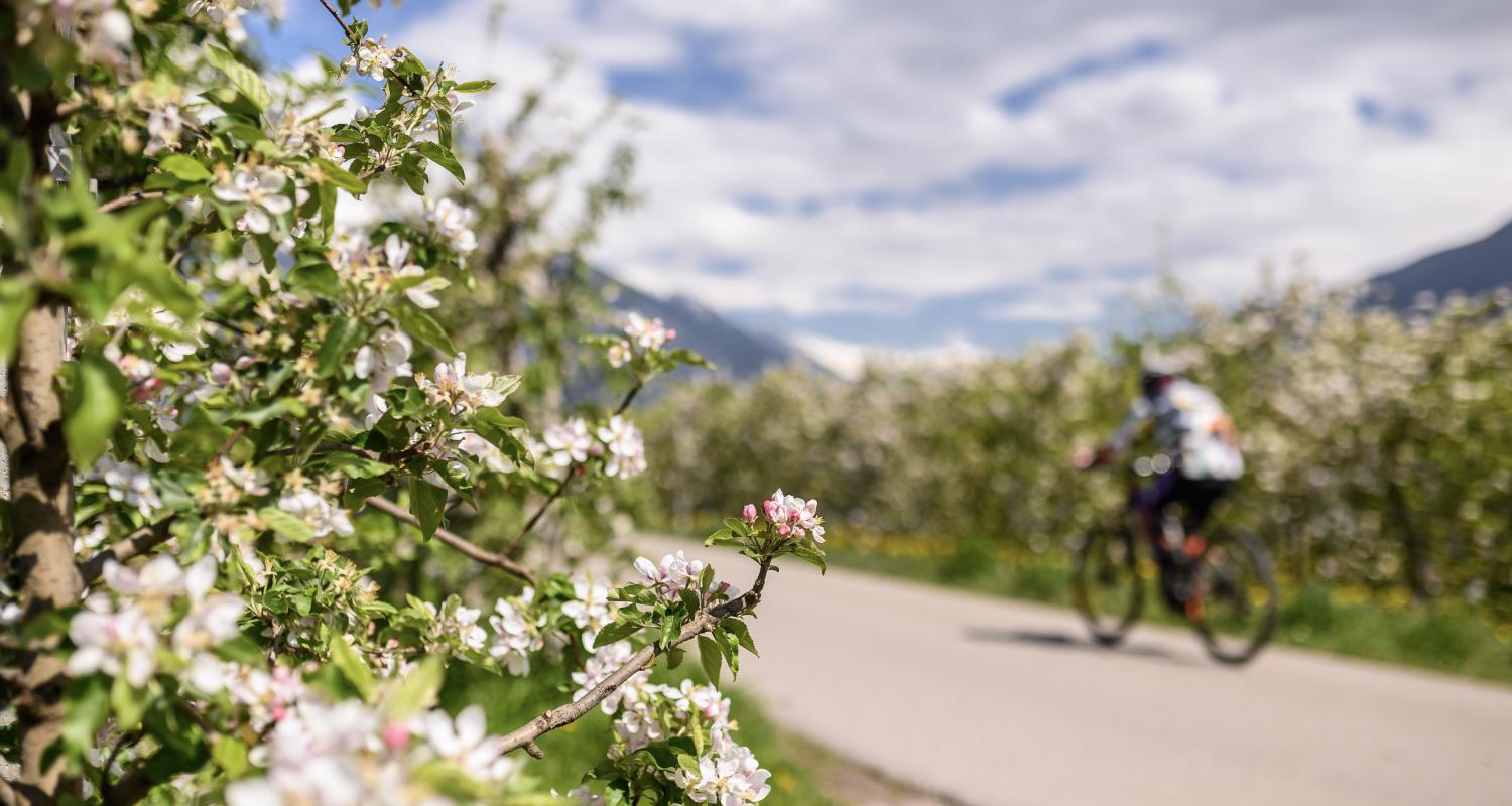 Apple orchards in Lana